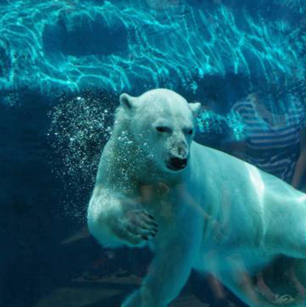 Photo Zoo sauvage de Saint-Félicien